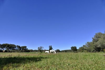 View of fields against clear blue sky