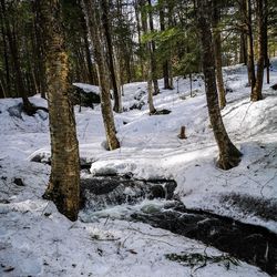 Trees on snow covered land