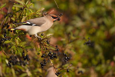 Low angle view of waxwing perching on tree