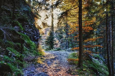 Trees in forest during autumn