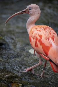 Close-up of bird perching on a lake