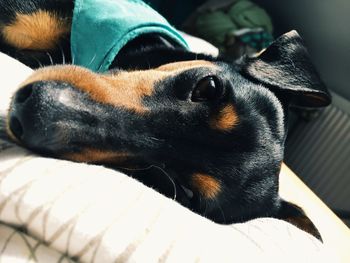 Portrait of dog sleeping on bed at home