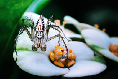 Close-up of insect on flower