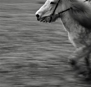 Blurred motion of a horse