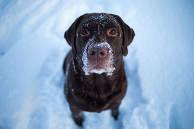 Close-up portrait of dog in snow