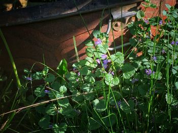 Plant in backyard