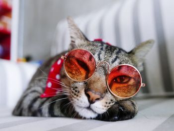 Close-up portrait of cat wearing sunglasses while lying on chair at home