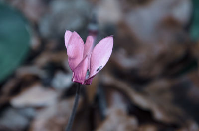 Close-up of pink flower