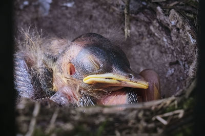 Close-up of bird in nest