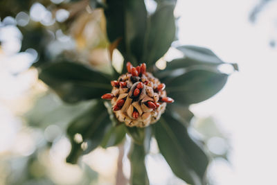 Close-up of red flowering plant