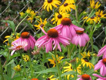 Close-up of purple flowering plants