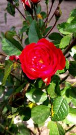 Close-up of red flowers blooming outdoors