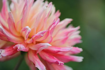 Close-up of pink flower