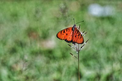 Close-up of butterfly perching on plant