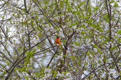 Low angle view of birds perching on tree