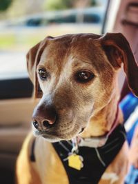 Close-up of dog looking away in car