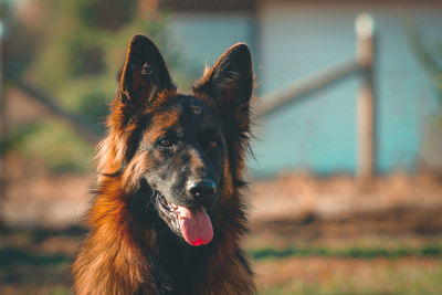 Close-up of dog