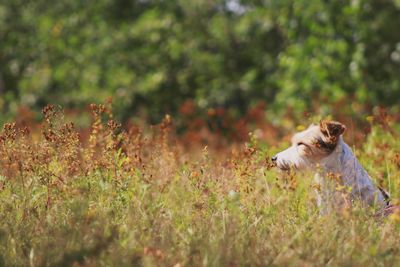 Dog running on grass