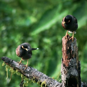 Close-up of sparrow perching on wood