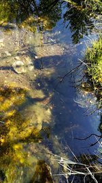 Reflection of trees in lake