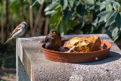 Common blackbird in his pool with house sparrow in the background