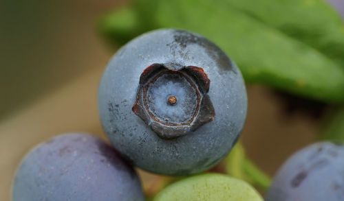 Close-up of blueberry 