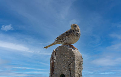 Low angle view of bird perching on wooden post against sky