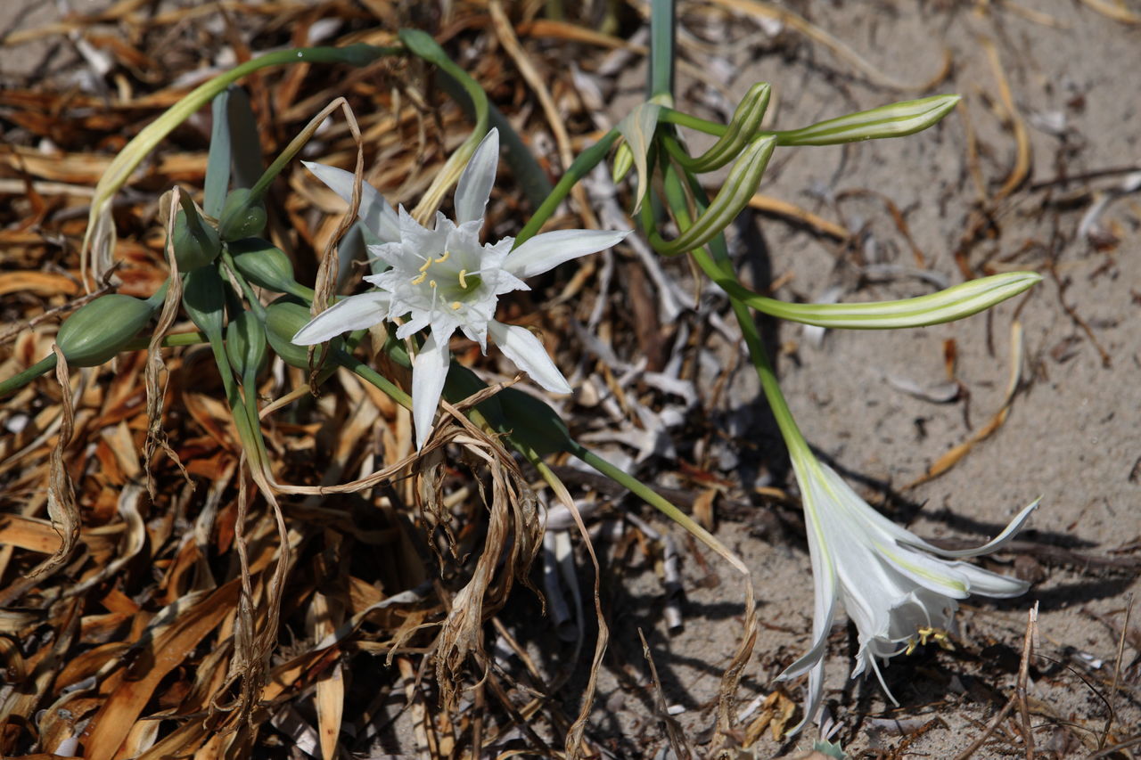 CLOSE-UP OF WHITE FLOWERING PLANTS ON FIELD