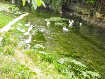 High angle view of ducks swimming in lake