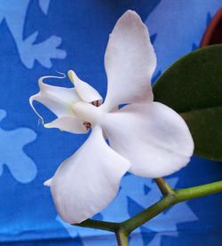 Close-up of white flower