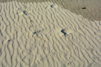 Footprints of a seagull on the sandy beach