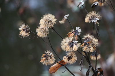 Close-up of thistle