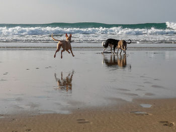 Three dogs on beach