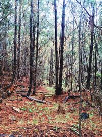 Trees in forest