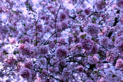 Close-up of pink flowers on tree