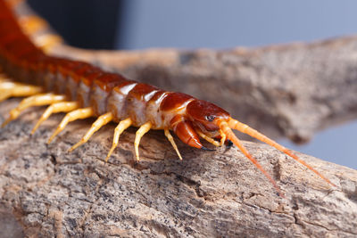 Close-up of insect on rock