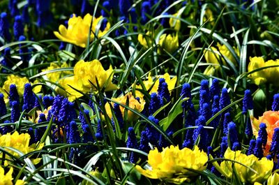 Close-up of yellow crocus flowers on field