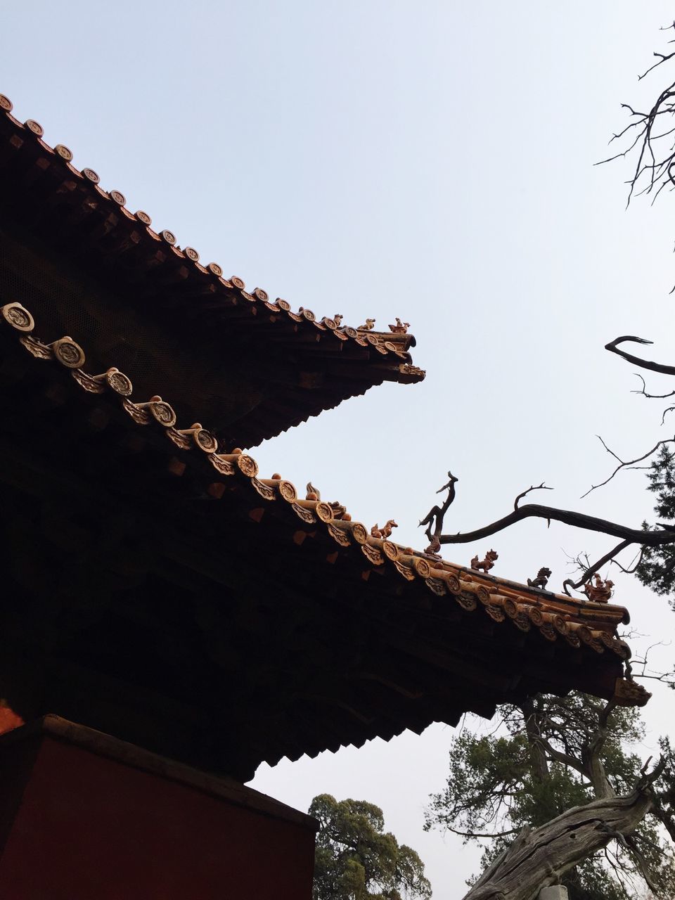 low angle view, clear sky, tree, architecture, built structure, building exterior, sky, branch, growth, high section, copy space, outdoors, house, day, no people, roof, nature, building, silhouette, old