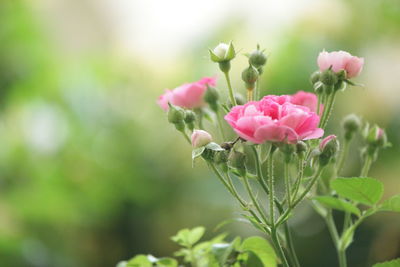 Close-up of pink flowering plant