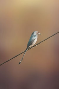 Close-up of bird perching on cable against sky