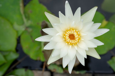 Close-up of white flower