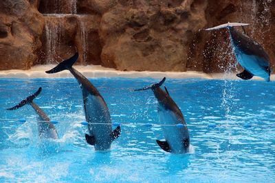 Dolphins diving into pond in zoo against rock