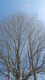 Low angle view of bare trees against sky