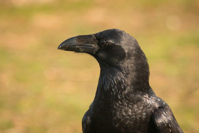 Close-up of a bird