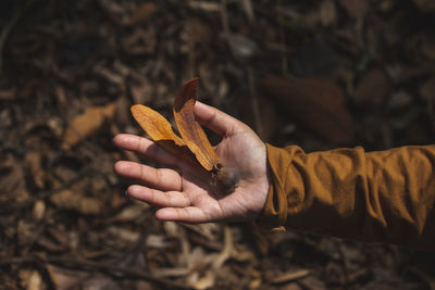 Close-up of hand holding autumn leaves