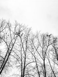 Low angle view of bare tree against clear sky