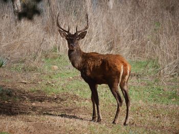 Portrait of deer standing on field