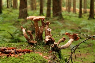 Close-up of tree trunk in forest