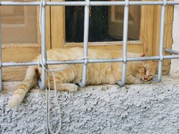 Cat sleeping on wall