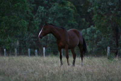 Horse standing in a field